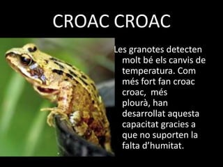 CROAC CROAC
     Les granotes detecten
       molt bé els canvis de
       temperatura. Com
       més fort fan croac
       croac, més
       plourà, han
       desarrollat aquesta
       capacitat gracies a
       que no suporten la
       falta d’humitat.
 