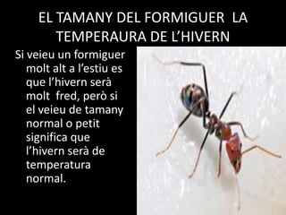 EL TAMANY DEL FORMIGUER LA
        TEMPERAURA DE L’HIVERN
Si veieu un formiguer
   molt alt a l’estiu es
   que l’hivern serà
   molt fred, però si
   el veieu de tamany
   normal o petit
   significa que
   l’hivern serà de
   temperatura
   normal.
 