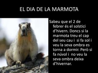 EL DIA DE LA MARMOTA
          Sabeu que el 2 de
            febrer és el solstici
            d’hivern. Doncs si la
            marmota treu el cap
            del seu cau i si fa sol i
            veu la seva ombra es
            torna a dormir. Però si
            fa núvol i no veu la
            seva ombra deixa
            d’hivernar.
 