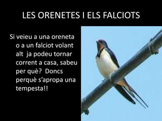 LES ORENETES I ELS FALCIOTS

Si veieu a una oreneta
   o a un falciot volant
   alt ja podeu tornar
   corrent a casa, sabeu
   per què? Doncs
   perquè s’apropa una
   tempesta!!
 
