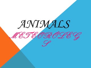 ANIMALS
METEORÒLEG
     S
 