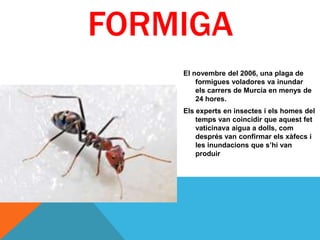 FORMIGA
    El novembre del 2006, una plaga de
        formigues voladores va inundar
        els carrers de Murcia en menys de
        24 hores.
    Els experts en insectes i els homes del
        temps van coincidir que aquest fet
        vaticinava aigua a dolls, com
        després van confirmar els xàfecs i
        les inundacions que s’hi van
        produir
 