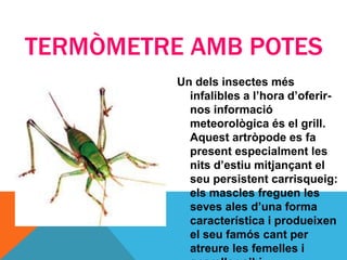 TERMÒMETRE AMB POTES
          Un dels insectes més
            infalibles a l’hora d’oferir-
            nos informació
            meteorològica és el grill.
            Aquest artròpode es fa
            present especialment les
            nits d’estiu mitjançant el
            seu persistent carrisqueig:
            els mascles freguen les
            seves ales d’una forma
            característica i produeixen
            el seu famós cant per
            atreure les femelles i
 