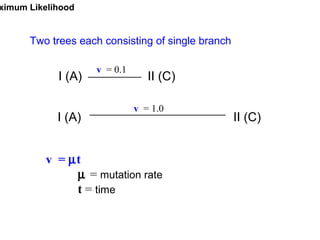 I (A) II (C)
I (A) II (C)
v = 0.1
v = 1.0
v = µt
µ = mutation rate
t = time
ximum Likelihood
Two trees each consisting of single branch
 