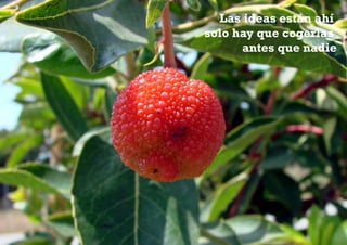 Las ideas están ahí
solo hay que cogerlas
      antes que nadie
 