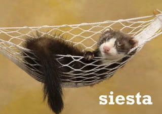 siesta
 