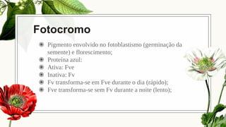 Fotocromo
◉ Pigmento envolvido no fotoblastismo (germinação da
semente) e florescimento;
◉ Proteína azul:
◉ Ativa: Fve
◉ Inativa: Fv
◉ Fv transforma-se em Fve durante o dia (rápido);
◉ Fve transforma-se sem Fv durante a noite (lento);