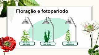 Floração e fotoperíodo