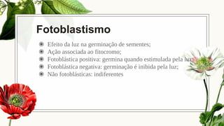 Fotoblastismo
◉ Efeito da luz na germinação de sementes;
◉ Ação associada ao fitocromo;
◉ Fotoblástica positiva: germina quando estimulada pela luz;
◉ Fotoblástica negativa: germinação é inibida pela luz;
◉ Não fotoblásticas: indiferentes