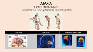 ATAXIA
a- ("sin") y taxiā ("orden")
Alteraciones en la postura y el control del movimiento voluntario
CEREBRO CEREBELO LOBULOS FRONTALES
 