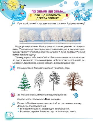 10
Пригадай,доякоїприродиналежатьрослини.Адеревавзимку?
Позмагайтеся. Упізнайте дерево та назвіть його.
Надворі панує січень. Не поступається він морозами та хурдели-
цями. У сильні морози люди одягають теплий одяг. У люту холодне-
чу звірі також утеплюються густим хутром. А як же дерева? У них же
немає теплого одягу!
Узимку дерева ніби закам’яніли. Восени на землю опало пожовк­
ле листя, яке лягло теплою ковдрою, щоб захистити коріння від ви-
мерзання. Цей період можна назвати зимовою дрімотою.
За якими ознаками можна поєднати дерева?
Проект-спостереження «Моє дерево»
Разом із Знайчиками поспостерігай за рослинами взимку.
Алгоритм спостереження
• Вибери біля школи дерево для дослідження.
• Розглянь дерево. Розкажи, що ти знаєш про нього.
ПО ЗЕМЛІ ІДЕ ЗИМА...
Про що шепочуть
дерева взимку
Право для безоплатного розміщення підручника в мережі Інтернет має
Міністерство освіти і науки України http://mon.gov.ua/ та Інститут модернізації змісту освіти https://imzo.gov.ua
 