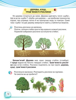14
Розглянь рослини на малюнку.
Полічи, скільки стебел росте від кореня в кожної рослини.
Порівняй зображені рослини за кількістю стебел.
Запам’ятай! Дерево має одне тверде стебло (стовбур).
У куща відростає багато твердих стебел. Трав’яниста росли-
на має м’які стебла. Рослини поділяють на три групи: дерева,
кущі, трав’янисті рослини.
Усі дерева готуються до зими. Дерева одягають теплі «шуби».
Що ж це за «шуба»? «Шуба» для дерева — це пробкова тканина під
корою, яка утримує тепло й не пропускає воду та повіт­
ря. Саме
така «шуба» не дає дереву змерзнути навіть у найлютіші морози.
Розгляньте малюнки. Розподіліть рослини за групами.
Чи змогли ви це зробити?
ДЕРЕВА, КУЩІ,
ТРАВ’ЯНИСТІ РОСЛИНИ
Право для безоплатного розміщення підручника в мережі Інтернет має
Міністерство освіти і науки України http://mon.gov.ua/ та Інститут модернізації змісту освіти https://imzo.gov.ua
 