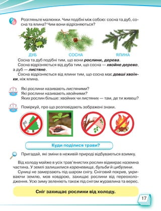 17
Сосна та дуб подібні тим, що вони рослини, дерева.
Сосна відрізняється від дуба тим, що сосна — хвойне дерево,
а дуб — листяне.
Сосна відрізняється від ялини тим, що сосна має довші хвоїн-
ки, ніж ялина.
Розгляньте малюнки. Чим подібні між собою: сосна та дуб, со-
сна та ялина? Чим вони відрізняються?
Поміркуй, про що розповідають зображені знаки.
Які рослини називають листяними?
Які рослини називають хвойними?
Яких рослин більше: хвойних чи листяних — там, де ти живеш?
Куди поділися трави?
Сніг захищає рослини від холоду.
Пригадай, які зміни в неживій природі відбуваються взимку.
Від холоду майже в усіх трав’янистих рослин відмирає наземна
частина. У землі залишилися кореневища, бульби й цибулини.
Суниці не замерзають під шаром снігу. Сніговий покрив, укри-
ваючи землю, мов ковдрою, захищає рослини від переохоло-
дження. Усю зиму зеленіють також під снігом журавлина та верес.
дуб сосна ялина
Право для безоплатного розміщення підручника в мережі Інтернет має
Міністерство освіти і науки України http://mon.gov.ua/ та Інститут модернізації змісту освіти https://imzo.gov.ua
 
