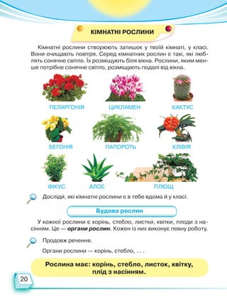 20
Продовж речення.
Досліди, які кімнатні рослини є в тебе вдома й у класі.
Будова рослин
Кімнатні рослини створюють затишок у твоїй кімнаті, у класі.
Вони очищають повітря. Серед кімнатних рослин є такі, які люб­
лять сонячне світло. Їх розміщують біля вікна. Рослини, яким мен-
ше потрібне сонячне світло, розміщують подалі від вікна.
У кожної рослини є корінь, стебло, листки, квітки, плоди з на-
сінням. Це — органи рослин. Кожен із них виконує певну роботу.
Органи рослини — корінь, стебло, … .
Пеларгонія	 Цикламен	 Кактус
Бегонія	 Папороть Клівія
Фікус	 Алое Плющ
Рослина має: корінь, стебло, листок, квітку,
плід з насінням.
КІМНАТНІ РОСЛИНИ
Право для безоплатного розміщення підручника в мережі Інтернет має
Міністерство освіти і науки України http://mon.gov.ua/ та Інститут модернізації змісту освіти https://imzo.gov.ua
 