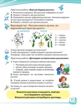 21
Кімнатні рослини очищають повітря
та створюють затишок.
Кімнатні рослини потребують догляду.
Практична робота «Вивчаю будову рослин»
1. Розгляньте малюнки. Які рослини зображені на них?
2. Назвіть і покажіть органи рослин.
3. Порівняйте органи зображених рослин. Чим вони відрізня-
ються одне від одного? Починайте з кореня.
4. Назвіть і покажіть усі органи рослин.
Практична робота «Доглядаю за кімнатними рослинами»
1. Учуся правильно поливати кімнатні рослини.
2. Учуся доглядати за листками кімнатних
рослин.
3. З’ясуй разом із дорослими, як потрібно
поливати кімнатні рослини взимку та влітку.
• Поливай рослини відстояною водою.
• Носик лійки поклади на край горщика.
• Слідкуй, щоб струмінь води не розмивав
землю в горщику.
Чи знаєш ти, що в пеларгонії пахнуть не квіти,
а листки?
З яких органів складається рослина?
У якій послідовності треба називати органи рослини?
Поміркуй, чому саме так потрібно називати органи рослин.
1 — корінь
2 — стебло
3 — листки
4 — квітки
5 — плоди
1
2
3 3
4
5
5
4
2
1
Горох
барвінок
Відповідай так: «Рослини мають органи, які
відрізняються одне від одного».
Право для безоплатного розміщення підручника в мережі Інтернет має
Міністерство освіти і науки України http://mon.gov.ua/ та Інститут модернізації змісту освіти https://imzo.gov.ua
 