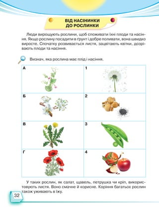 32
Люди вирощують рослини, щоб споживати їхні плоди та насін-
ня. Якщо рослину посадити в ґрунт і добре поливати, вона швидко
виросте. Спочатку розвивається листя, зацвітають квітки, дозрі-
вають плоди та насіння.
У таких рослин, як салат, щавель, петрушка чи кріп, викорис-
товують листя. Воно смачне й корисне. Коріння багатьох рослин
також уживають в їжу.
Визнач, яка рослина має плід і насіння.
А 1
Б 2
В 3
Г 4
ВІД НАСІНИНКИ
ДО РОСЛИНКИ
Право для безоплатного розміщення підручника в мережі Інтернет має
Міністерство освіти і науки України http://mon.gov.ua/ та Інститут модернізації змісту освіти https://imzo.gov.ua
 