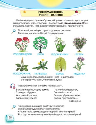 58
РІЗНОМАНІТНІСТЬ
РОСЛИН НАВЕСНІ
Пригадай, на які три групи поділяють рослини.
Розглянь малюнки. Назви їх за групами.
Чому весна вирішила розбудити землю?
Як вона пробуджувала чорну землю?
Хто, на твою думку, радів створеній весною красі?
Яка картина виникла у твоїй уяві під час читання вірша?
На гілках дерев і кущів набухають бруньки, починають рости тра-
ви й розквітати квіти. Рослини називають друзями людини. Вони
очищають повітря. Там, де росте багато рослин, повітря чисте.
За дикорослими рослинами ніхто не доглядає.
Вони ростуть у лісі, у полі й на луках.
Послухай уривок із поеми «Гайдамаки».
Встала й весна, чорну землю
Сонну розбудила,
Уквітчала її рястом,
Барвінком укрила;
І на полі жайворонок,
Соловейко в гаї
Землю, убрану весною,
Вранці зустрічають…
Т. Шевченко
рОДодЕНДРОН
подорожник
клен
кульбаба
підсніжники
верба
бузок
медунка
Право для безоплатного розміщення підручника в мережі Інтернет має
Міністерство освіти і науки України http://mon.gov.ua/ та Інститут модернізації змісту освіти https://imzo.gov.ua
 