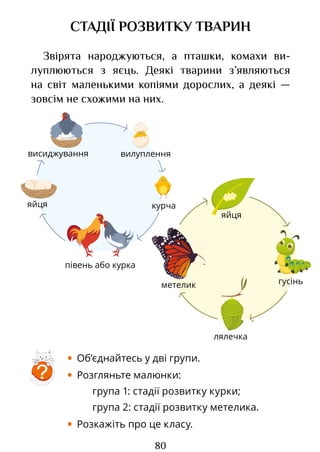 80
СТАДІЇ РОЗВИТКУ ТВАРИН
Звірята народжуються, а пташки, комахи ви­
луплюються з яєць. Деякі тварини з’являються
на світ маленькими копіями дорослих, а деякі —
зовсім не схожими на них.
• Об’єднайтесь у дві групи.
• Розгляньте малюнки:
група 1: стадії розвитку курки;
група 2: стадії розвитку метелика.
• Розкажіть про це класу.
?
півень або курка
висиджування вилуплення
курча
яйця
лялечка
яйця
гусінь
метелик
Право для безоплатного розміщення підручника в мережі Інтернет має
Міністерство освіти і науки України http://mon.gov.ua/ та Інститут модернізації змісту освіти https://imzo.gov.ua
 