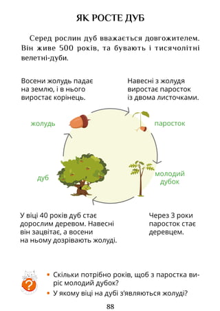 88
дуб
молодий
дубок
Восени жолудь падає
на землю, і в нього
виростає корінець.
Навесні з жолудя
виростає паросток
із двома листочками.
Через 3 роки
паросток стає
деревцем.
У віці 40 років дуб стає
дорослим деревом. Навесні
він зацвітає, а восени
на ньому дозрівають жолуді.
ЯК РОСТЕ ДУБ
Серед рослин дуб вважається довгожителем.
Він живе 500 років, та бувають і тисячолітні
велетні‑дуби.
• Скільки потрібно років, щоб з паростка ви-
ріс молодий дубок?
• У якому віці на дубі з’являються жолуді?
?
паросток
жолудь
Право для безоплатного розміщення підручника в мережі Інтернет має
Міністерство освіти і науки України http://mon.gov.ua/ та Інститут модернізації змісту освіти https://imzo.gov.ua
 