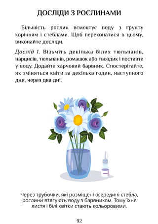 92
Через трубочки, які розміщені всередині стебла,
рослини втягують воду з барвником. Тому їхнє
листя і білі квітки стають кольоровими.
ДОСЛІДИ З РОСЛИНАМИ
Більшість рослин всмоктує воду з ґрунту
корінням і стеблами. Щоб переконатися в цьому,
виконайте досліди.
Дослід 1. Візьміть декілька білих тюльпанів,
нарцисів, тюльпанів, ромашок або гвоздик і поставте
у воду. Додайте харчовий барвник. Спостерігайте,
як зміняться квіти за декілька годин, наступного
дня, через два дні.
Право для безоплатного розміщення підручника в мережі Інтернет має
Міністерство освіти і науки України http://mon.gov.ua/ та Інститут модернізації змісту освіти https://imzo.gov.ua
 
