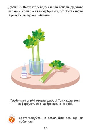 93
Сфотографуйте чи замалюйте все, що ви
побачили.
?
Трубочки у стеблі селери широкі. Тому, коли вони
зафарбуються, їх добре видно на зрізі.
Дослід 2. Поставте у воду стебла селери. Додайте
барвник. Коли листя зафарбується, розріжте стебло
й розкажіть, що ви побачили.
Право для безоплатного розміщення підручника в мережі Інтернет має
Міністерство освіти і науки України http://mon.gov.ua/ та Інститут модернізації змісту освіти https://imzo.gov.ua
 