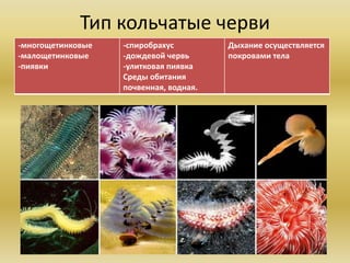 Тип кольчатые черви
-многощетинковые
-малощетинковые
-пиявки
-спиробрахус
-дождевой червь
-улитковая пиявка
Среды обитания
почвенная, водная.
Дыхание осуществляется
покровами тела
 