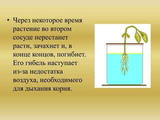 • Через некоторое время
растение во втором
сосуде перестанет
расти, зачахнет и, в
конце концов, погибнет.
Его гибель наступает
из-за недостатка
воздуха, необходимого
для дыхания корня.
 