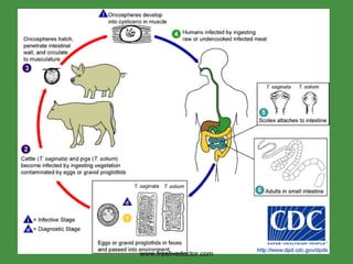 Life Cycle:                                                                                     www.freelivedoctor.com 