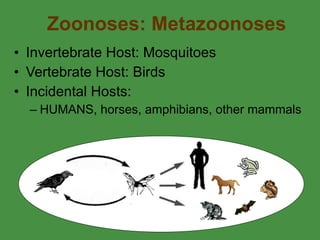 Zoonoses: Metazoonoses Invertebrate Host: Mosquitoes Vertebrate Host: Birds  Incidental Hosts:  HUMANS, horses, amphibians, other mammals 