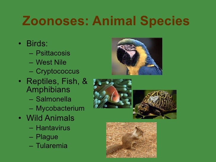 1 Zoonoses Intro Dunne