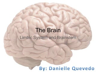 The Brain
Limbic System and Brainstem
 