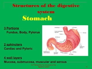 Structures of the digestive
              system
            Stomach
3 Portions
  Fundus, Body, Pylorus


2 sphincters
Cardiac and Pyloric

4 wall layers
Mucosa, submucosa, muscular and serous
                 2.07 Remember the structures of the
                          digestive system             12
 