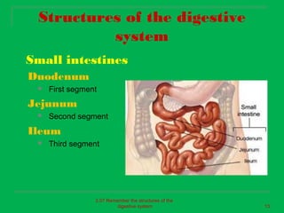 Structures of the digestive
          system
Small intestines
Duodenum
    First segment
Jejunum
    Second segment
Ileum
    Third segment




                 2.07 Remember the structures of the
                          digestive system             13
 