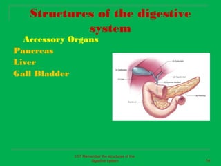 Structures of the digestive
            system
  Accessory Organs
Pancreas
Liver
Gall Bladder




            2.07 Remember the structures of the
                     digestive system             14
 