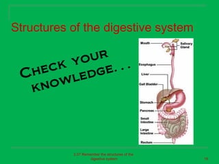 Structures of the digestive system

        yo ur
  h eck      g e…
 C
     ow l ed
  kn



           2.07 Remember the structures of the
                    digestive system             16
 