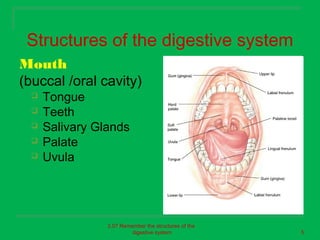Structures of the digestive system
Mouth
(buccal /oral cavity)
     Tongue
     Teeth
     Salivary Glands
     Palate
     Uvula




                 2.07 Remember the structures of the
                          digestive system             5
 