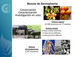 Bancos de Germoplasma

    Conservación
   Caracterización
Investigación en usos

                                      Sistema vegetal
                              34.200 accesiones en 77 especies

                               Sistema animal
                          6 razas criollas (1914 an),
                           2 razas ovinas (220 an),
                          3 razas porcinas (300 an)




           Sistema
       microorganismos
       4.741 accesiones
 