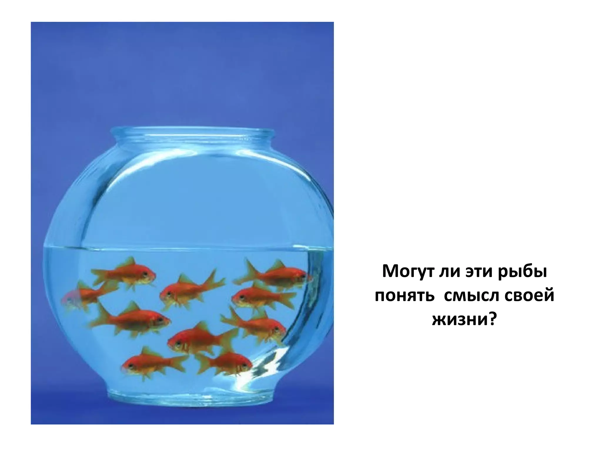 Могут ли эти рыбы понять  смысл своей жизни? 