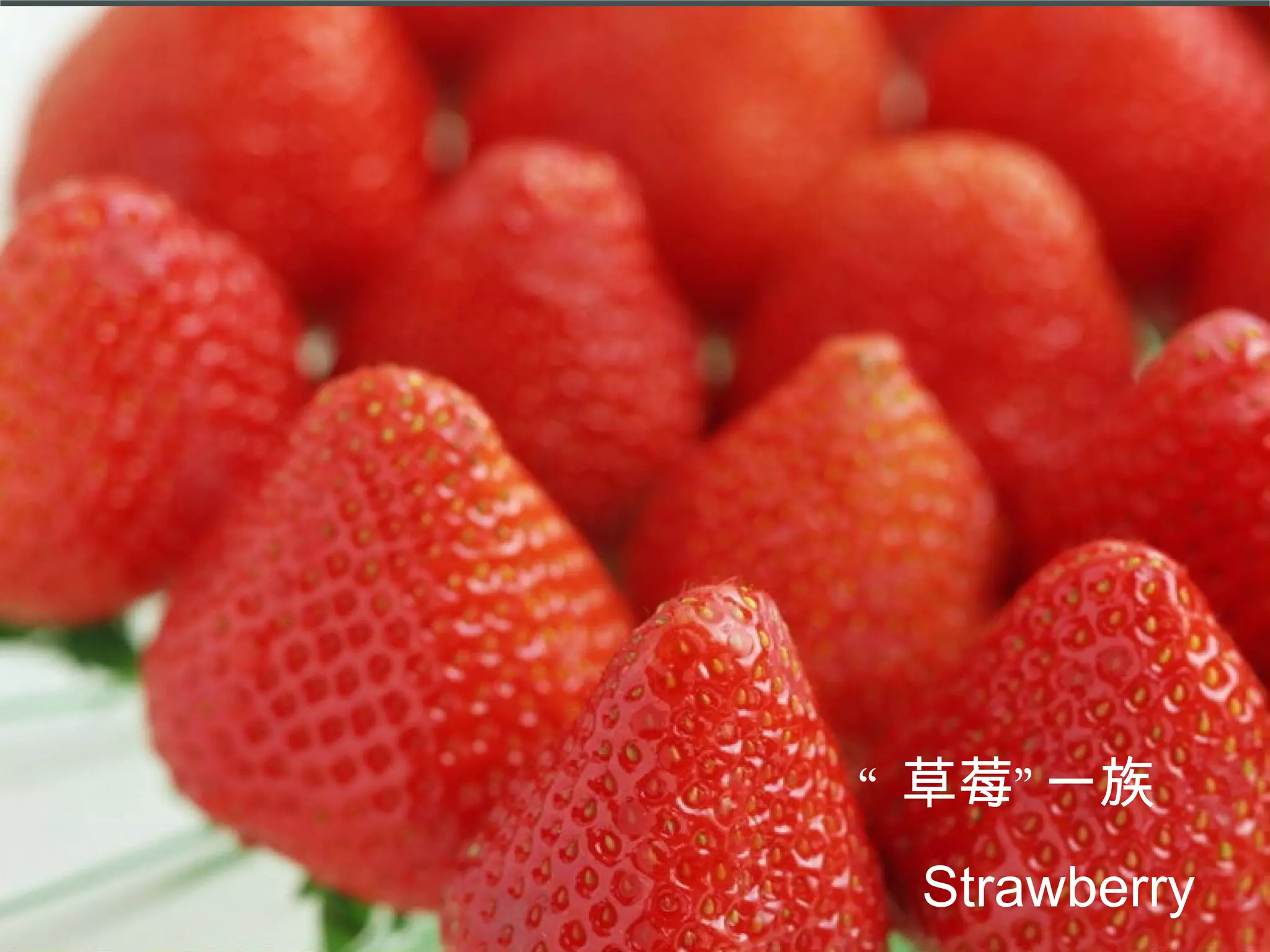 “ 草莓”一族 Strawberry 