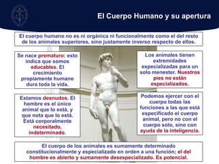 El Cuerpo Humano y su aperturaEl cuerpo humano no es ni orgánica ni funcionalmente como el del resto de los animales superiores, sino justamente inverso respecto de ellos.Los animales tienen extremidades especializadas para un solo menester. Nuestros pies no están especializados.Se nace prematuro: esto indica que somos educables. El crecimiento propiamente humano dura toda la vida.  Podemos ejercer con el cuerpo todas las funciones a las que está especificado el cuerpo animal, pero no con el cuerpo solo, sino con ayuda de la inteligencia.Estamos desnudos. El hombre es el único animal que lo está, y que nota que lo está. Está corporalmente necesitado, indeterminado.El cuerpo de los animales es sumamente determinado constitucionalmente y especializado en orden a una función; el del hombre es abierto y sumamente desespecializado. Es potencial.