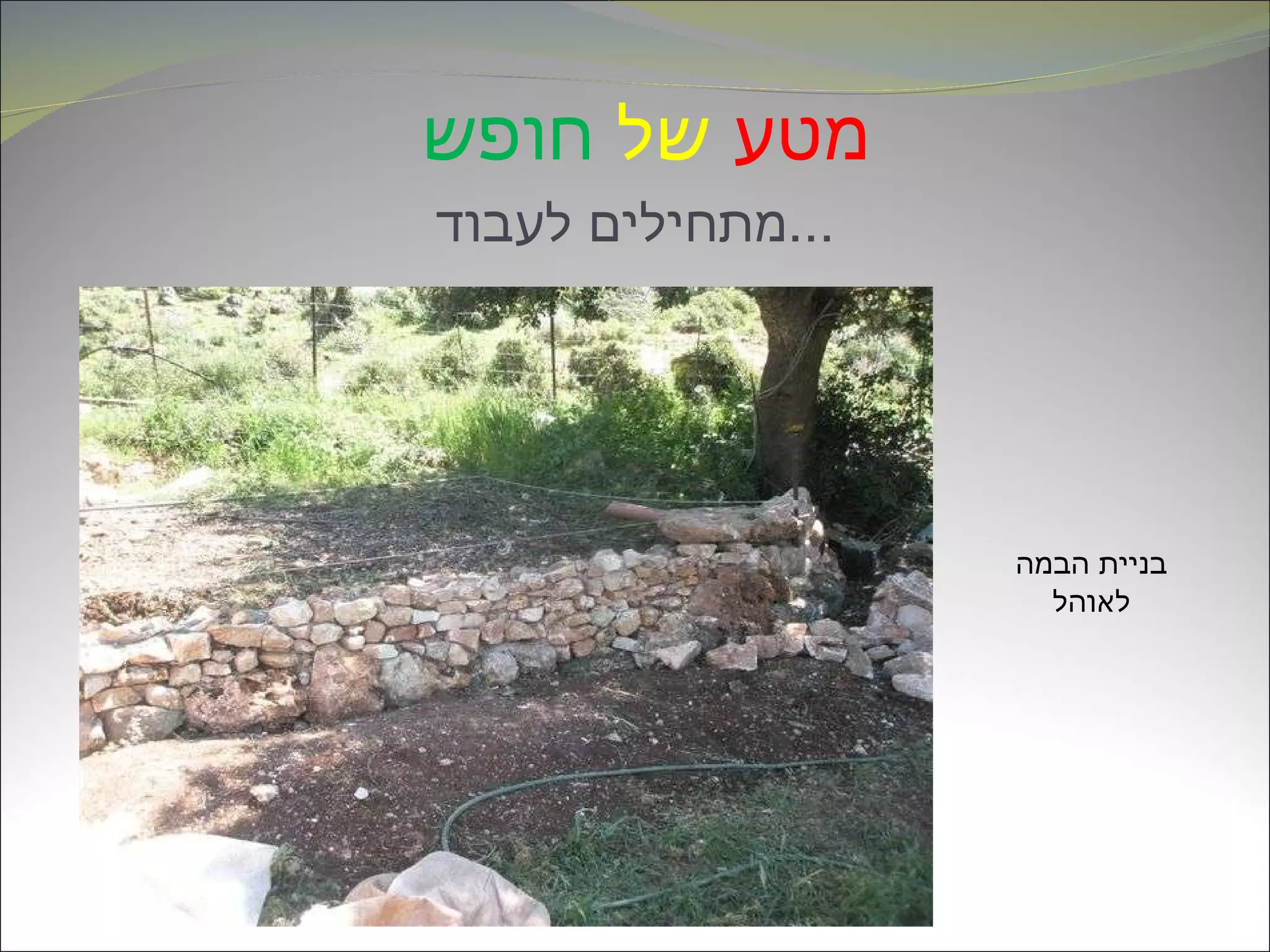 מטע   של   חופש   מתחילים לעבוד ... בניית הבמה לאוהל 