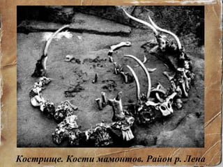 Кострище. Кости мамонтов. Район р. Лена 