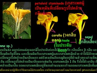 bracteole   ( ใบประดับย่อย )   corolla   ( วงกลีบดอก )   petaloid staminode   ( เกสรเพศผู้เป็นหมันที่เปลี่ยนรูปไปคล้ายกลีบดอก )   sepal   ( กลีบเลี้ยง )   พุทธรักษา  ( Canna  sp.) พุทธรักษาออกดอกเป็นช่อ ดอกย่อยแต่ละดอกมีใบประดับย่อยสีเขียวรองรับ กลีบเลี้ยง  3  กลีบ แยกจากกันเป็นอิสระ กลีบดอก  3  กลีบเชื่อมติดกันที่โคน และเชื่อมติดกับเกสรเพศผู้และเกสรเพศเมียด้วย ทำให้มีลักษณะคล้ายเป็นหลอด เกสรเพศผู้  1  อัน เปลี่ยนรูปไปคล้ายเป็นกลีบดอก แต่ยังคงเห็นอับเรณูติดอยู่ที่ด้านข้างของส่วนที่คล้ายเป็นกลีบ เกสร เพศผู้เป็นหมัน  4  อัน เปลี่ยนรูปไปคล้ายเป็นกลีบดอกเช่นกัน เกสรเพศเมีย  1  อัน รังไข่ใต้วงกลีบ ก้านยอดเกสรเพศ เมีย  1  อัน แผ่ออกคล้ายเป็นกลีบ ยอดเกสรเพศเมียอยู่ที่ขอบด้านบนของก้านยอดเกสรเพศเมียที่แผ่ออก ลิขสิทธิ์ของหน่วยปฏิบัติการวิจัยพรรณไม้ประเทศไทย ภาควิชาพฤกษศาสตร์ คณะวิทยาศาสตร์ จุฬาลงกรณ์มหาวิทยาลัย 