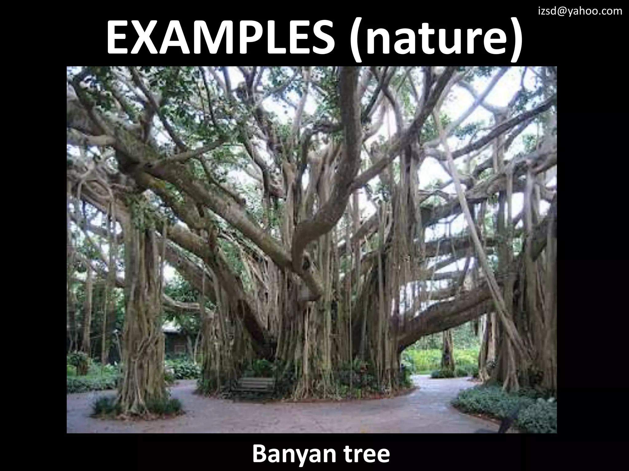 izsd@yahoo.com


EXAMPLES (nature)




     Banyan tree
 
