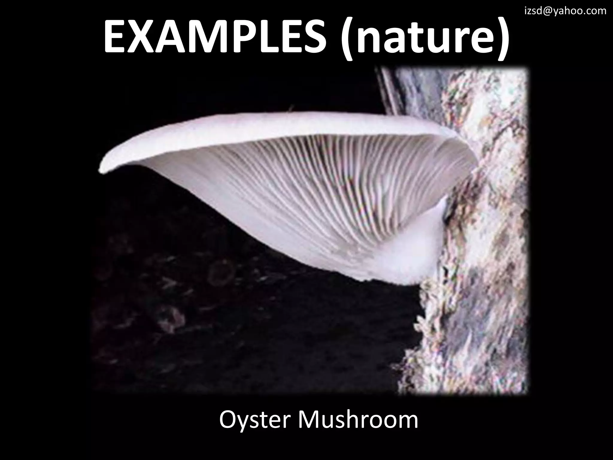 izsd@yahoo.com


EXAMPLES (nature)




    Oyster Mushroom
 
