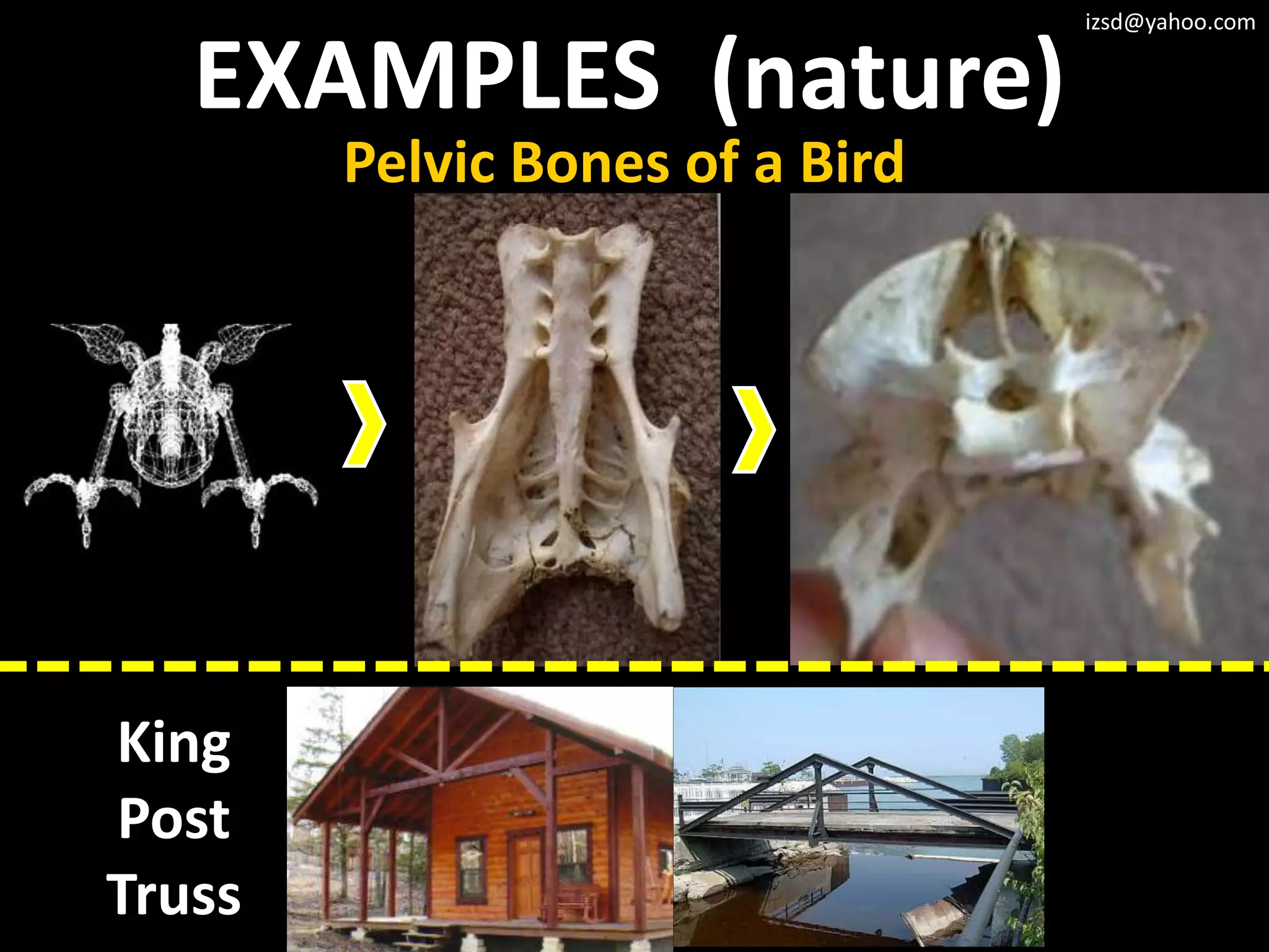 izsd@yahoo.com


   EXAMPLES (nature)
        Pelvic Bones of a Bird




King
Post
Truss
 