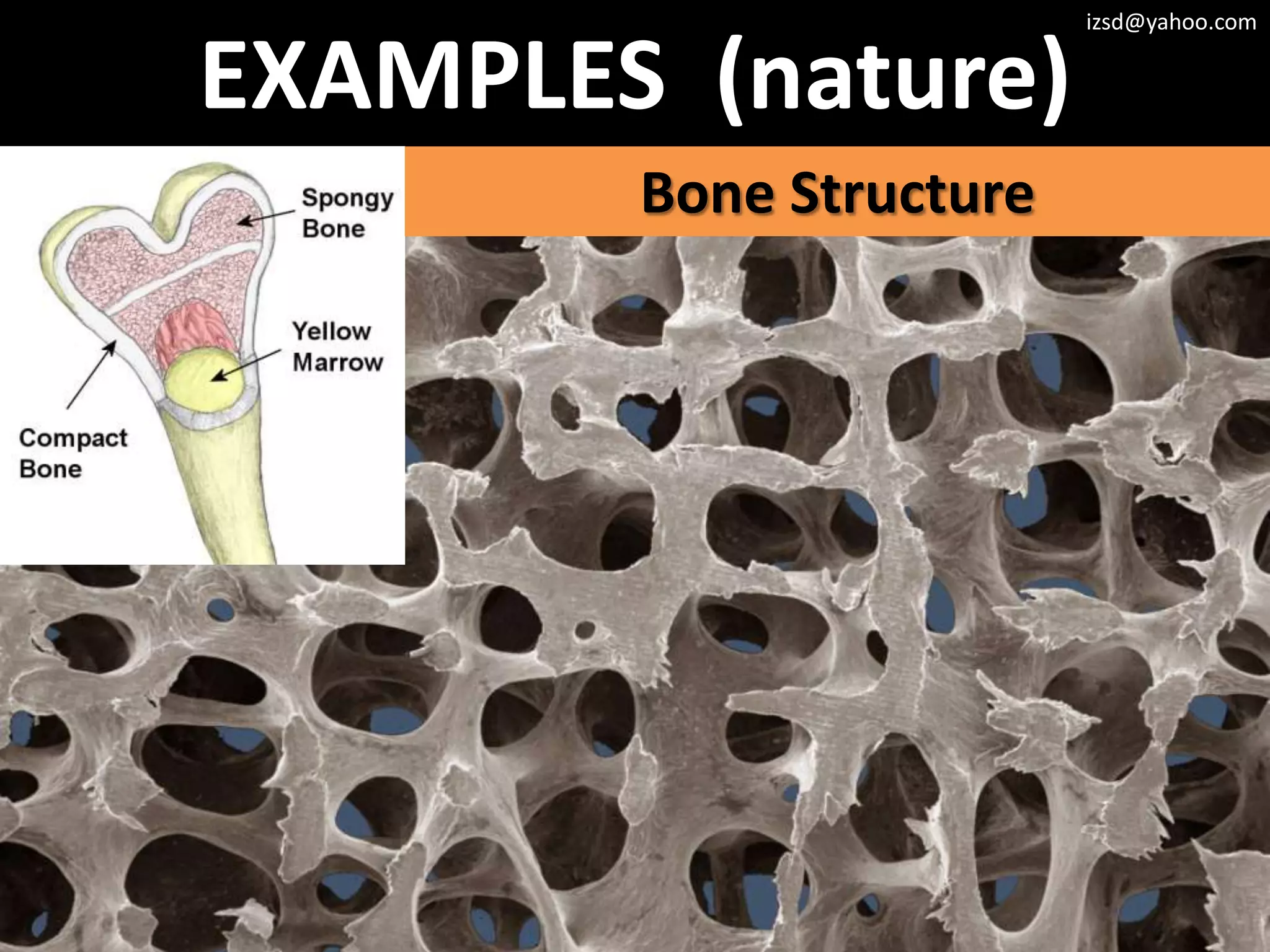 izsd@yahoo.com


EXAMPLES (nature)
        Bone Structure
 
