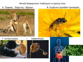 Μεταξύ διαφορετικών πληθυσμών οι σχέσεις είναι:
Α. Τροφικές Θηρευτής - θήραμα                Β. Συμβίωση (αμοιβαία προσφορά)




Γ. ανταγωνισμός          /   παρασιτισμός
 