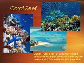 Coral Reef 
DEFINITION: a reef or underwater ridge 
composed mainly of coral and other organic 
matter which has hardened into limestone. 
 