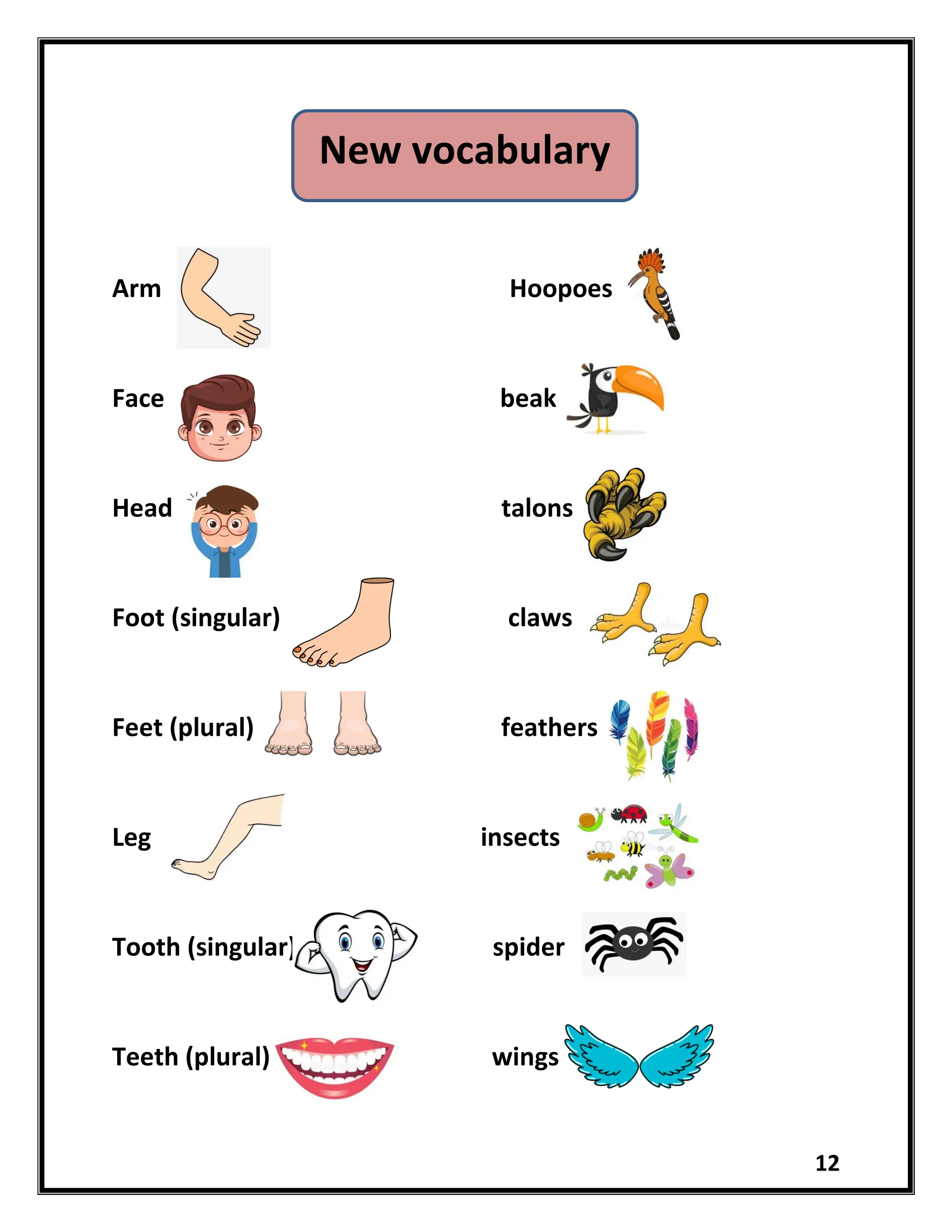 12
Arm Hoopoes
Face beak
Head talons
Foot (singular) claws
Feet (plural) feathers
Leg insects
Tooth (singular) spider
Teeth (plural) wings
New vocabulary
 
